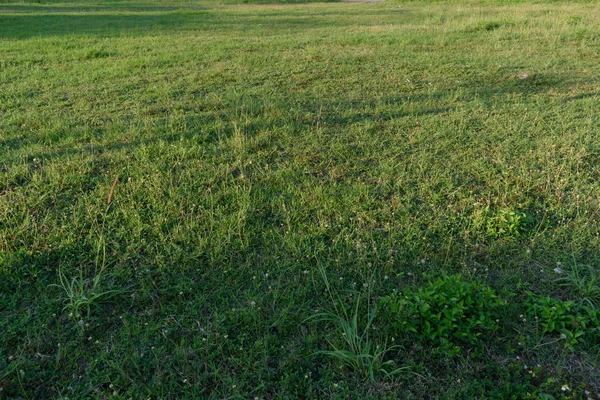 Campo di erba verde terra — Foto Stock