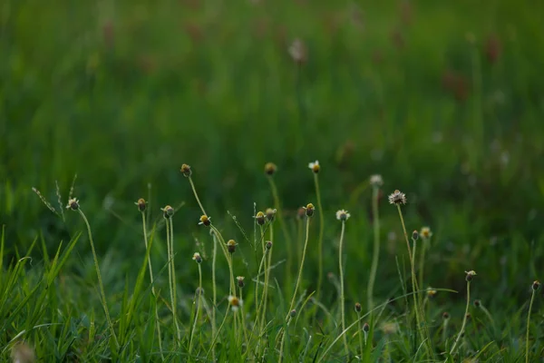 Grünes Grasblumenfeld — Stockfoto