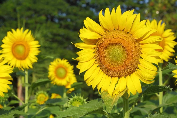 Beautiful sunflower blossom blooming in nature — Stock Photo, Image