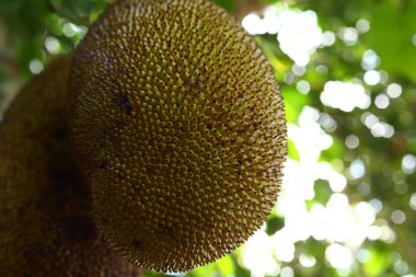 nefesi ağaç üzerinde