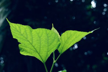 yeşil yaprak hücre doku doğa