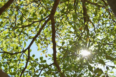 büyük ağacın yeşil yaprak dalları ile güneş ışığı