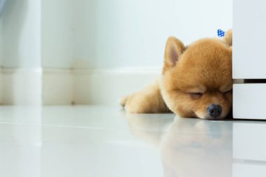 pomeranian köpek yavrusu köpek sevimli evcil hayvan uyku