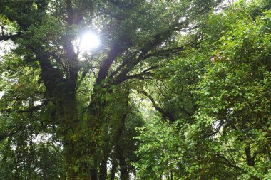yeşillik doğa ağacı üzerinde yeşil yosun yoluyla güneş ışığı
