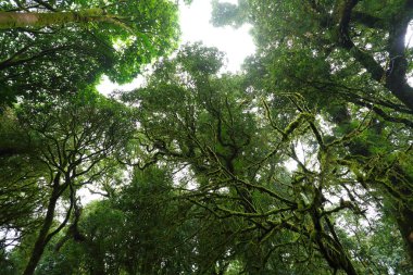 yeşillik doğa ağacı üzerinde yeşil yosun yoluyla güneş ışığı