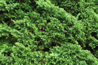 Doğada yeşil çam ağacı