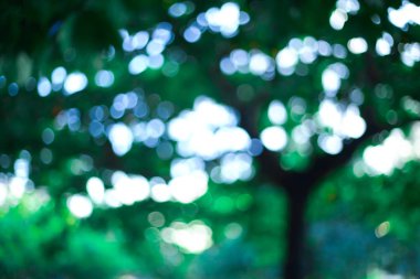 soyut doğa yeşil bulanıklık bokeh ışık arka plan