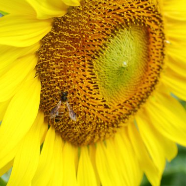 ayçiçeği üzerinde küçük arı besleme polen