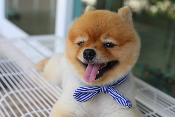 Bonito pomeranian cão feliz sorriso que coloca no banco de assento — Fotografia de Stock