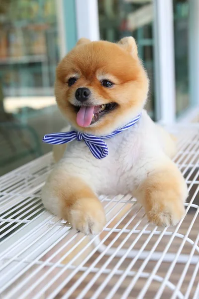 Carino cane pomerania sorriso felice posa su panchina — Foto Stock