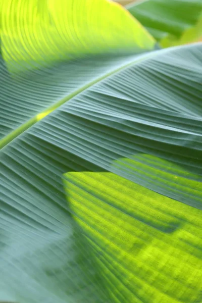 Bananengrün Blatt Textur — Stockfoto