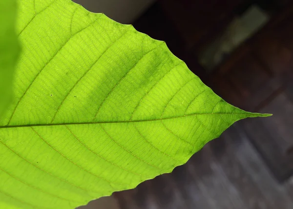 Estrutura da célula verde textura da natureza folha de fundo — Fotografia de Stock