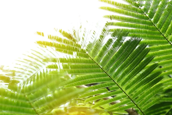 Hojas verdes abstractas en la naturaleza, luz del sol a través de la hoja en el árbol —  Fotos de Stock