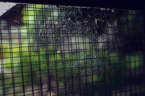 Raagbol spinnenweb op oude venster roestig staaldraad — Stockfoto