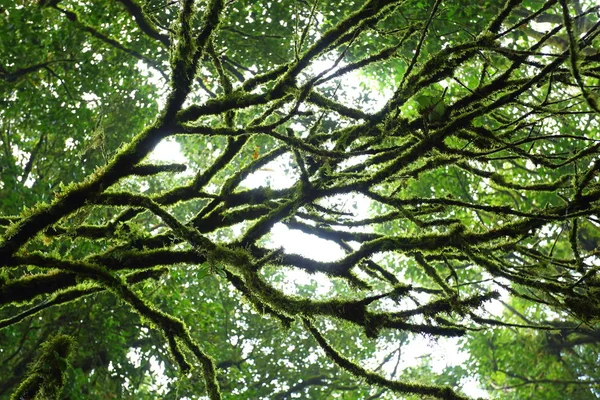 Luz del sol a través de musgo verde en el árbol de la naturaleza de la vegetación — Foto de Stock