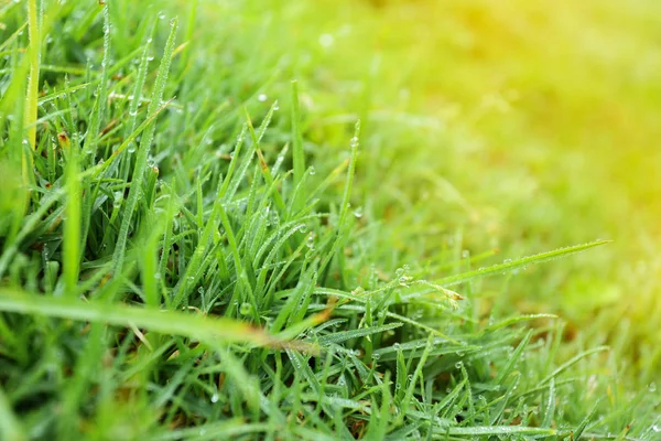 Капли росы воды на зеленом газоне — стоковое фото