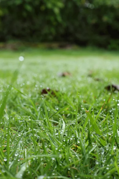 Vatten dagg droppe på Green Grass Garden — Stockfoto