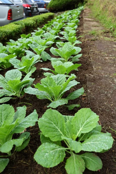 Ekologisk gård vegetabiliska — Stockfoto