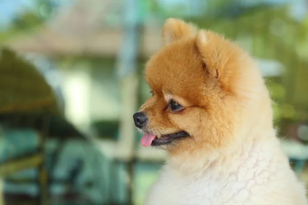 Jovem pomeranian pequeno cão bonito animal de estimação, animal feliz amigável — Fotografia de Stock