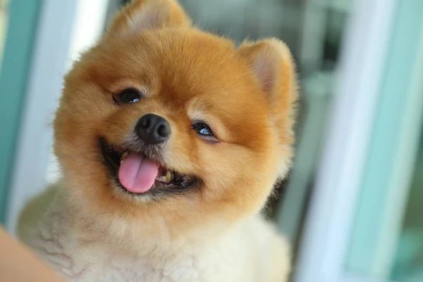 Νεαρό pomeranian μικρό σκυλί χαριτωμένο κατοικίδιο ζώο, χαρούμενο φιλικό προς τα ζώα — Φωτογραφία Αρχείου