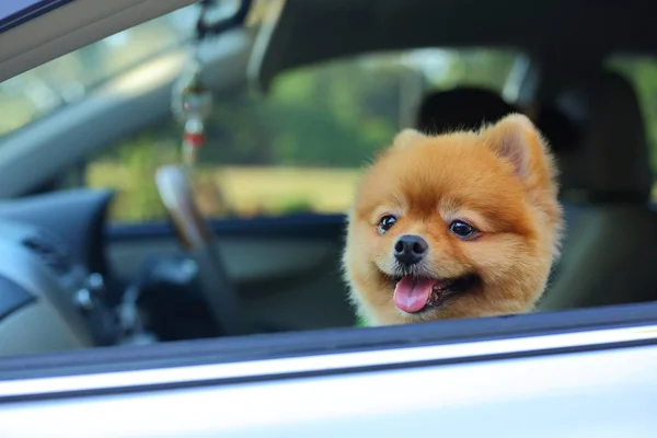 Young pomeranian small dog cute pet sitting in car road trip — 스톡 사진