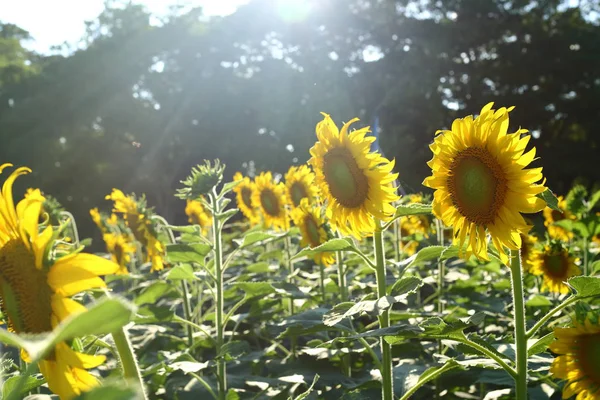 美丽的向日葵盛开的花园 — 图库照片