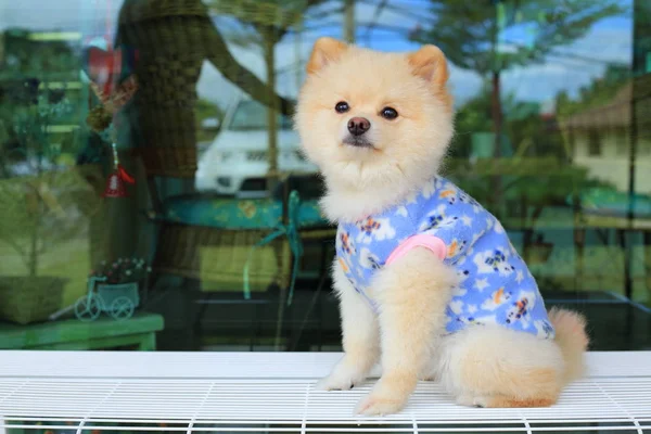 Bianco pomerania piccolo cane carino animale domestico indossare vestiti seduta — Foto Stock