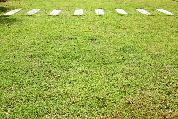 Césped de hierba verde en el jardín — Foto de Stock