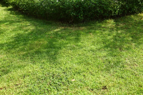 庭の緑の草の芝生 — ストック写真