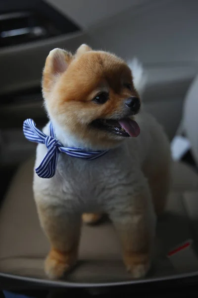 Pomeranian cão bonito animal de estimação em veículo de viagem de carro viagem de estrada — Fotografia de Stock