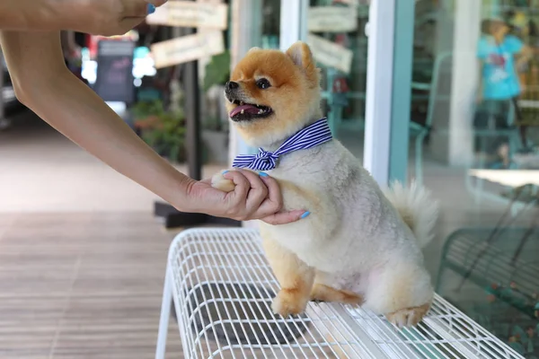 Donna proprietaria dare stringere la mano con piccoli animali carino cane pomerania — Foto Stock