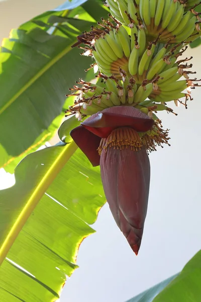 Bunga pisang. — Stok Foto