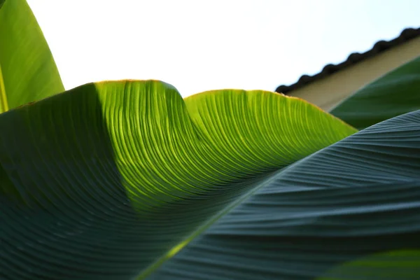 Banaan groene blad textuur — Stockfoto