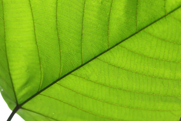 Estructura de células verdes textura de la naturaleza hoja de fondo —  Fotos de Stock