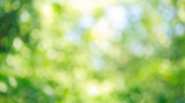 Yeşil doğa bokeh arka plan bulanıklık