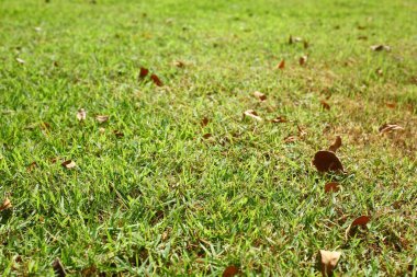 bahçede yeşil çim çim