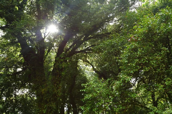 Sollys gennem grønt mos på naturtræ af grønne områder - Stock-foto