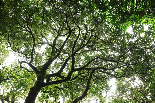 Zonlicht door groene mos op natuur boom van groen — Stockfoto