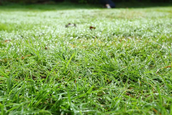 Water dew drop on green grass garden — Stock Photo, Image