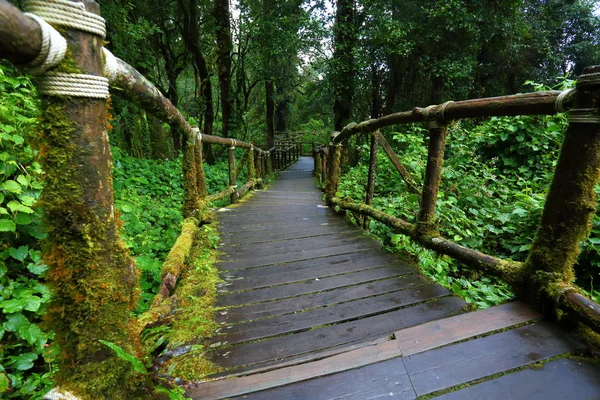 Passarela de ponte de madeira na floresta tropical — Fotografia de Stock
