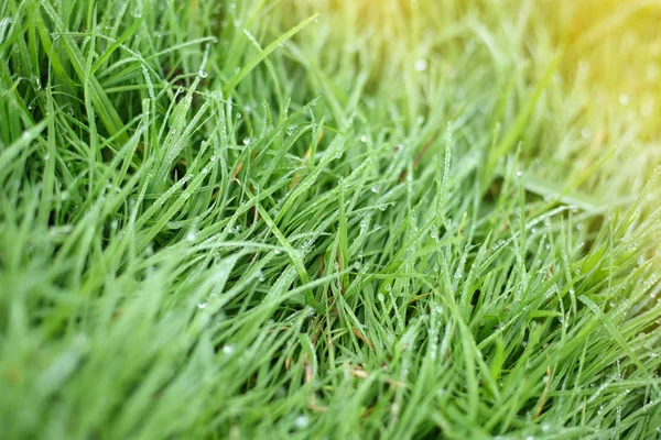 Wassertautropfen auf grünem Gras — Stockfoto