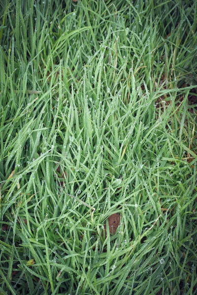 Wassertautropfen auf grünem Gras — Stockfoto