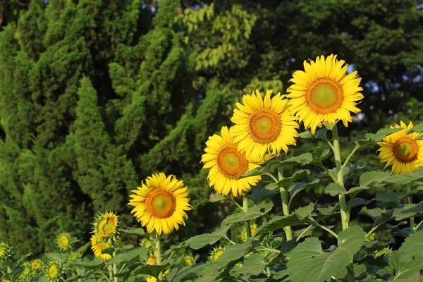 Beautiful sunflower blossom blooming in nature — Stock Photo, Image