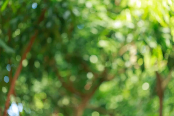 green bokeh light through tree in summer nature, abstract blur