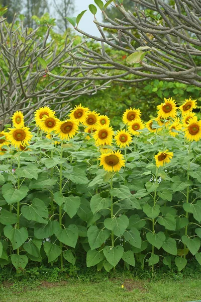 美丽的向日葵盛开在田野 — 图库照片