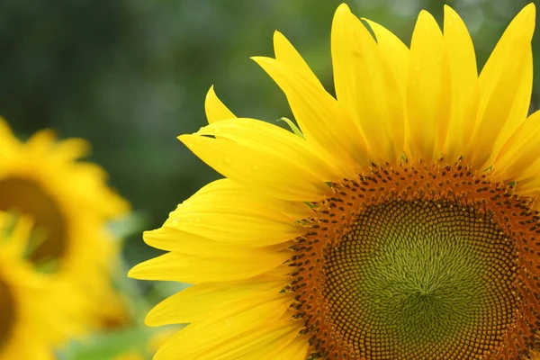 Beautiful sunflower blooming in the morning day of springtime — Stock Photo, Image