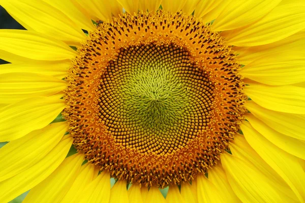 Makrobild Pollen Blume der schönen Sonnenblumenblüte — Stockfoto