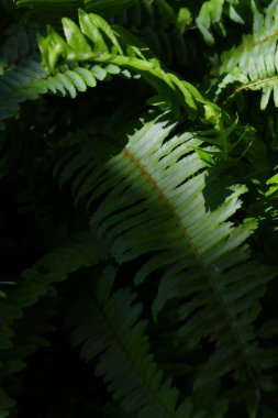 yeşil yaprak fern doku vahşi doğada