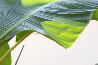 muz yaprak yeşil doku