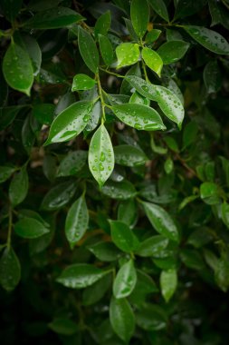su çiğ damlası yaprak yeşil doğası üzerine